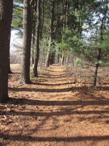 Belmont conservation land (McLean campus)