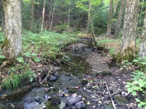 Low flow in Gulf Brook, Pepperell. Photo provided by Dave Rogers.