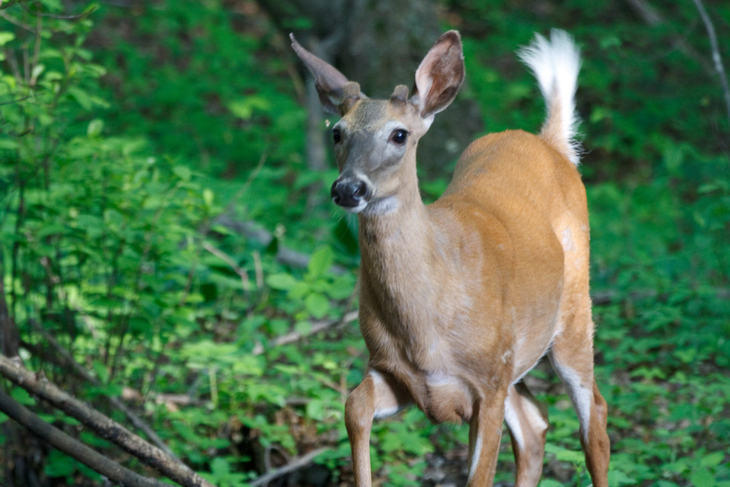 White-tailed deer photographed near the uplands site. Photo by Andrew Joslin