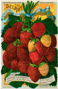 Ad for Belmont strawberries
