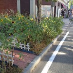Make a Garden in Your Sidewalk "Hell Strip"