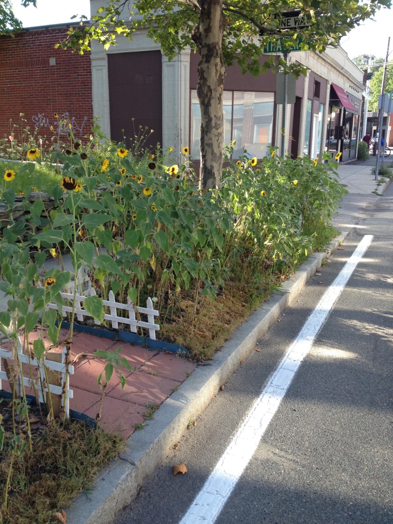 Strip garden on White Street, Belmont / Evanthia Malliris