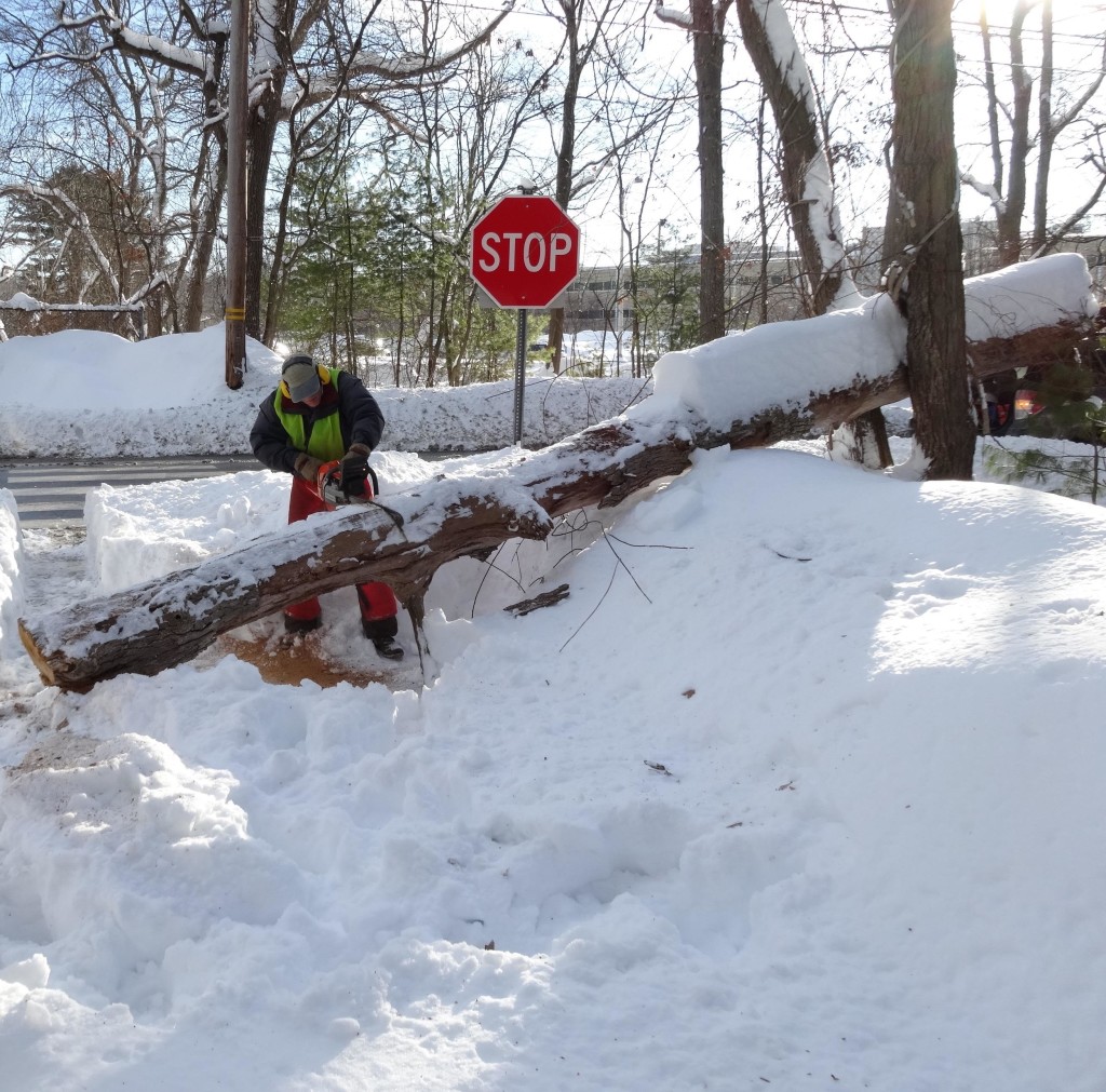 FOLB supporter Andy Friedlich saws a tree blocking the Minuteman Bikeway / Peggy Enders