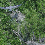 Great Blue Heron Chicks a Welcome Addition to Alewife Reservation