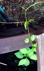 Creeping Asiatic bittersweet.