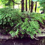 Invasive Plants Harm Belmont's Environment