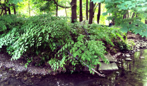 Knotweed behind the Belmont Library