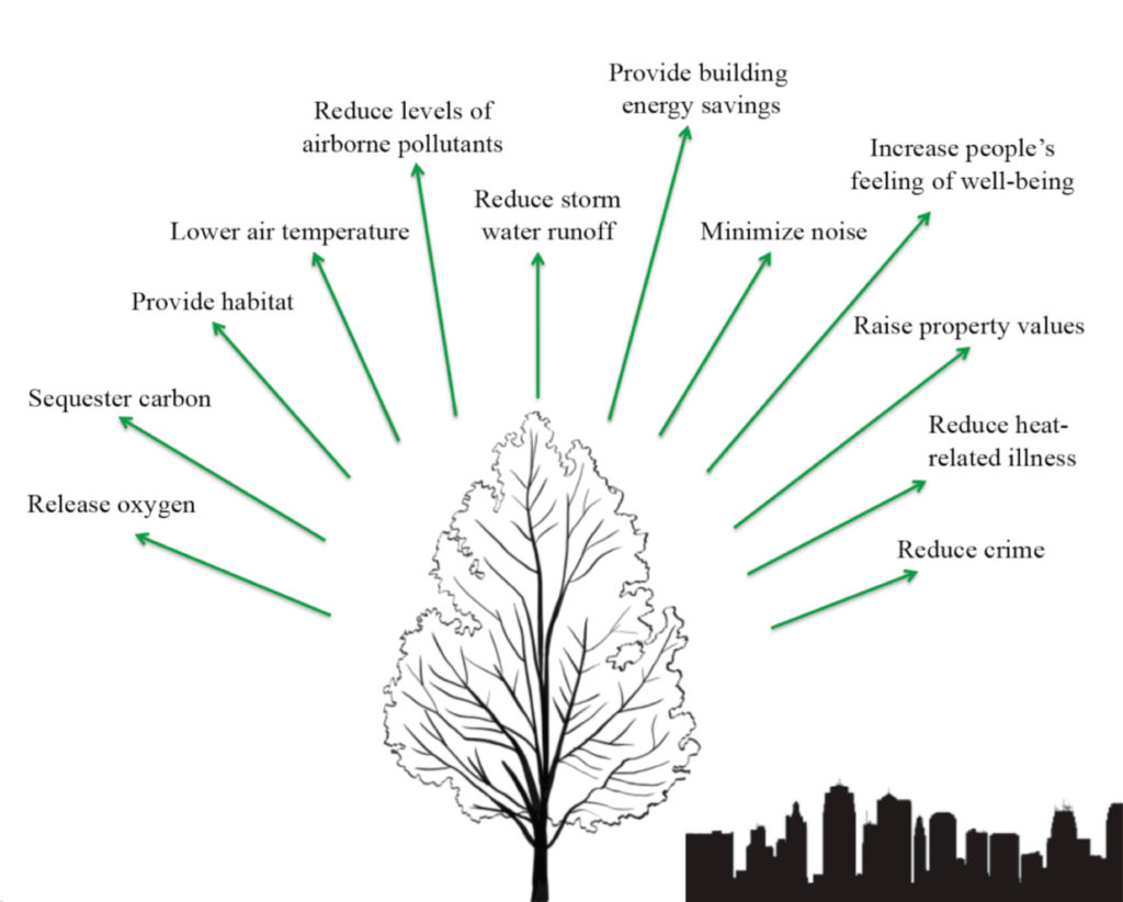 Benefits of trees