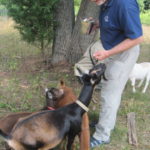 Roger Wrubel with goats