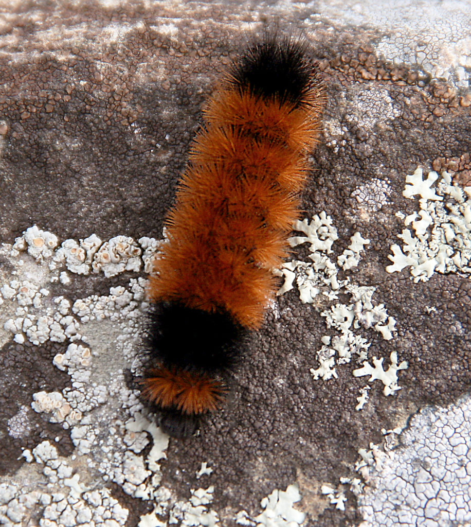 Woolly bear cate