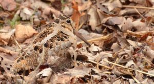 American Woodcock