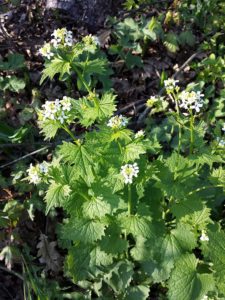 second-year garlic mustard