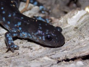 Blue-spotted salamander