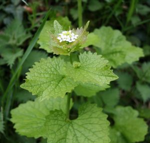 Garlic mustard