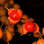 Bittersweet berries