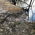 Erosion at Clay Pit Pond