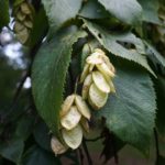 Fernald Site Contains Rare Specimen Trees