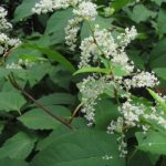 Belmont’s Invasive Plants: Japanese Knotweed