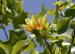 tulip tree