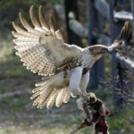 Red tailed hawk with prey