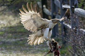 Red tailed hawk with prey