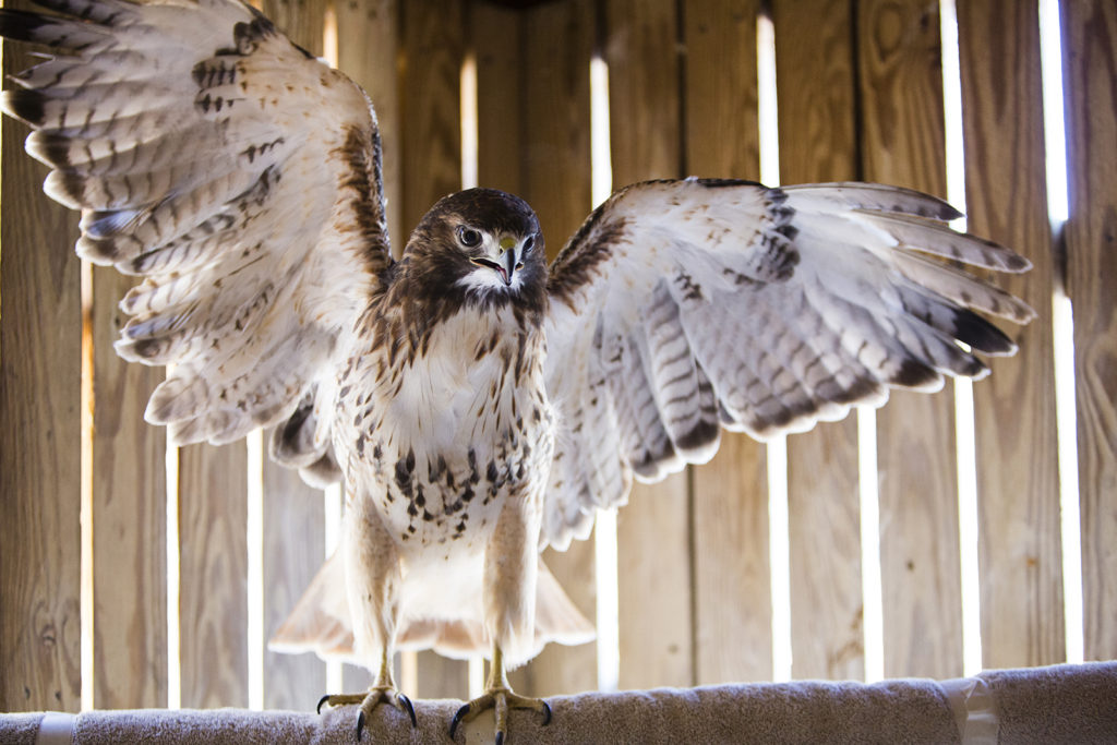 Red tailed hawk