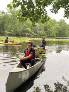 Volunteers remove water chestnuts from river