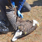 Rodent Poisons Sicken and Kill Birds of Prey
