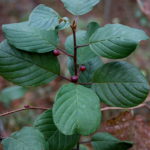 Belmont's Invasive Species: Glossy Buckthorn