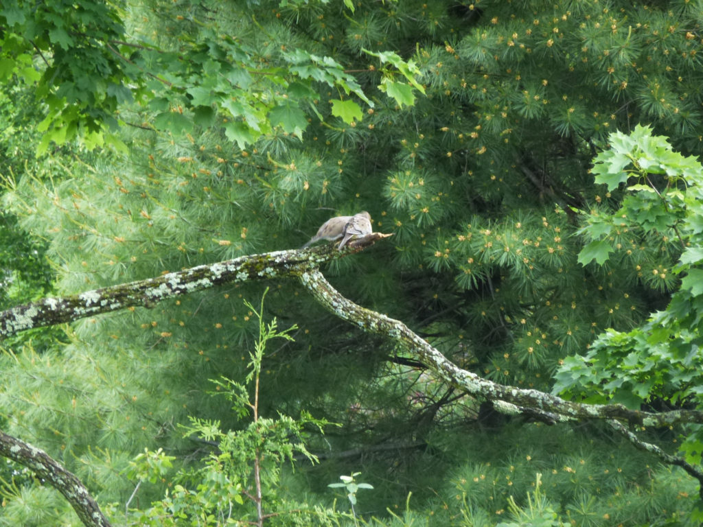 Bird on branch