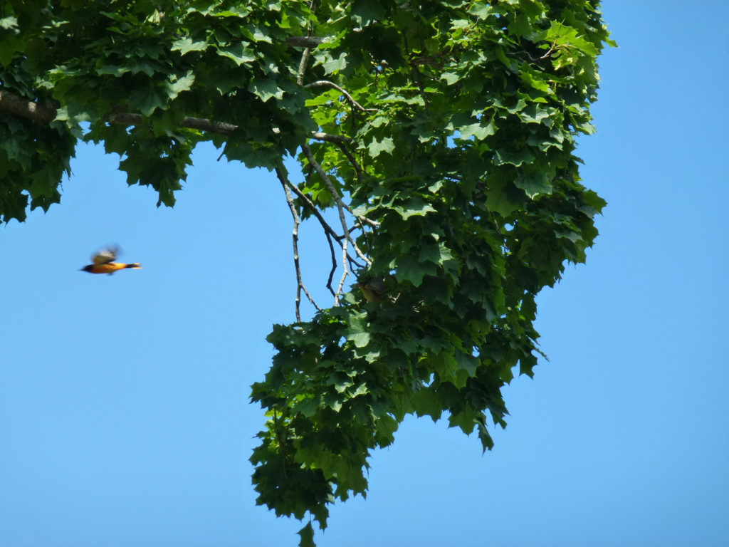 Branch with Baltimore oriole
