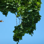 Branch with Baltimore Oriole