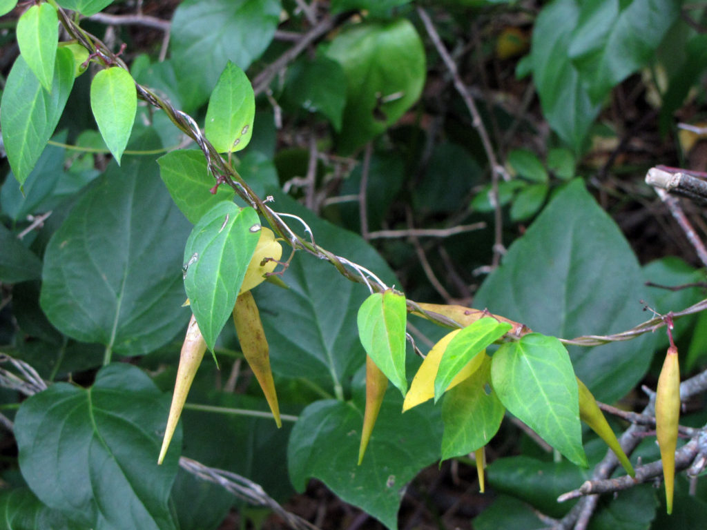 Black swallow-wort