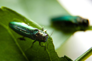 Emerald Ash Borer