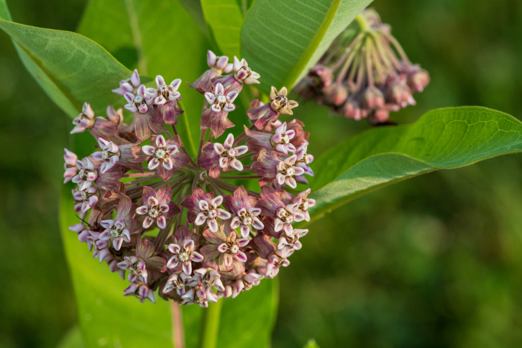 Milkweed flowers