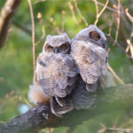 Great Horned Owl fledgelings