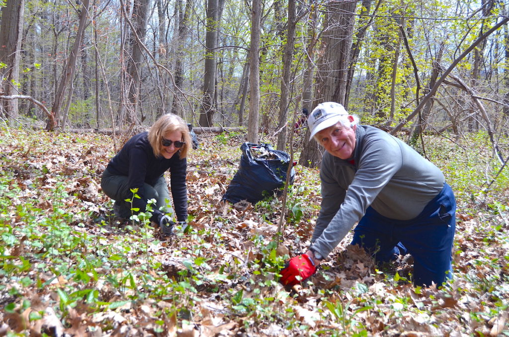 Volunteers removing garlic mustard.