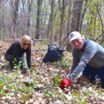 Volunteers removing garlic mustard.