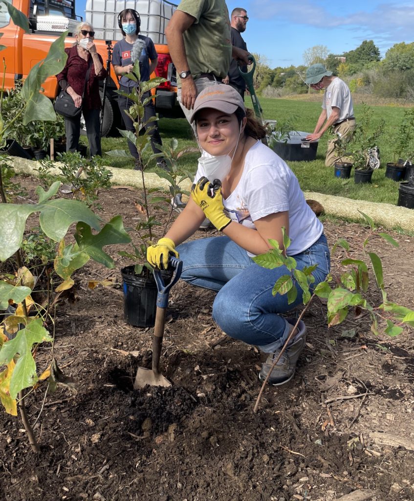 Planting the forest