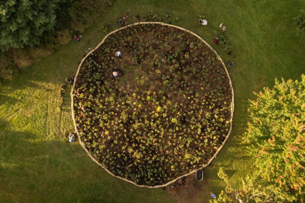 Overhead view of forest