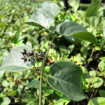 Belmont’s Invasive Species: Black Swallowwort