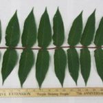 Belmont’s Invasive Species: Ailanthus