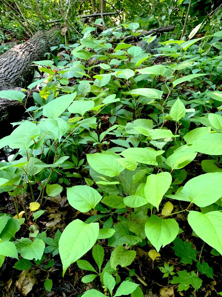 Japanese knotweed at Lone Tree Hill.