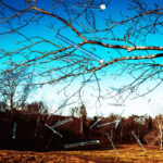 ‘Chickadee Tree’ Sings on Lone Tree Hill