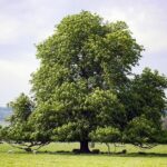 American Chestnuts May Return to the Wild