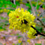 Invasive Plants Can Harm Local Birds