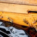 Honeybees Thrive at Rock Meadow