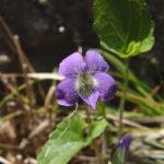 Let Your Hidden Native Plant Garden Emerge