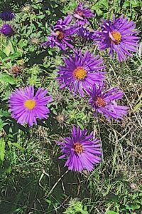 New England asters