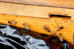 Bees on a hive